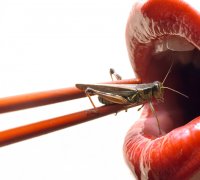 Das Food Vision Research Institut forsch mit Insekten als neue Nahrungsquelle
