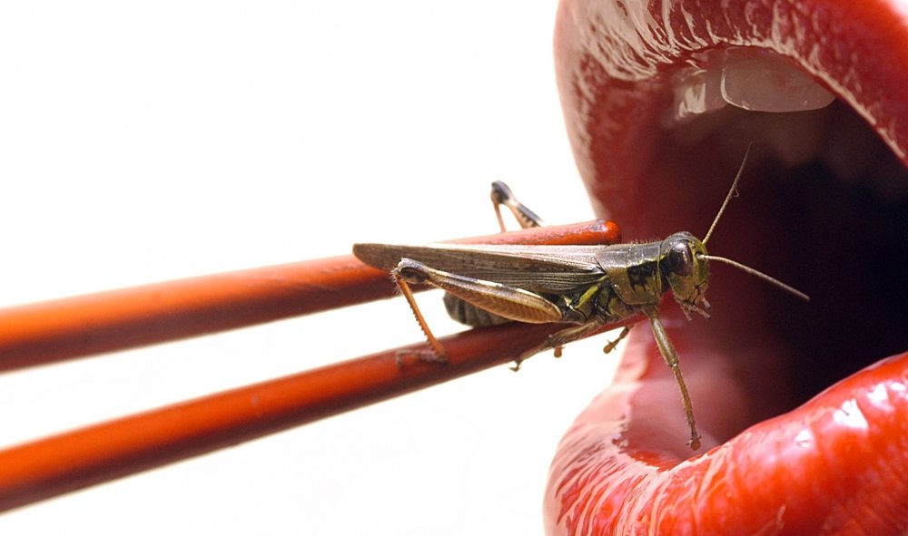 Das Food Vision Research Institut forsch mit Insekten als neue Nahrungsquelle